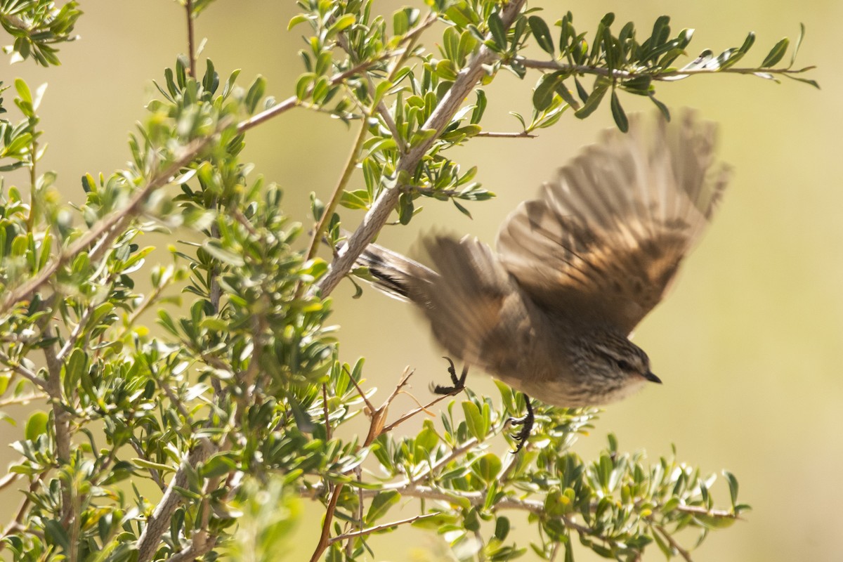 Plain-mantled Tit-Spinetail - ML640961847