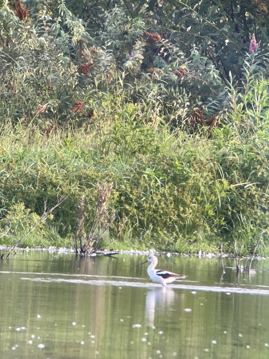 Avocette d'Amérique - ML640961874
