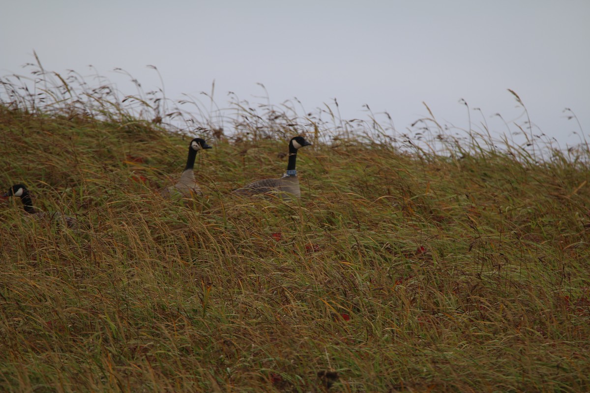 Cackling Goose (Aleutian) - ML640961886