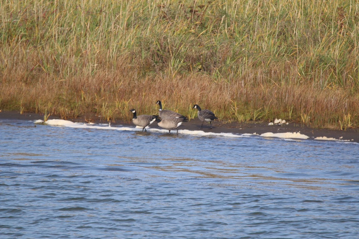 Cackling Goose (Aleutian) - ML640961887