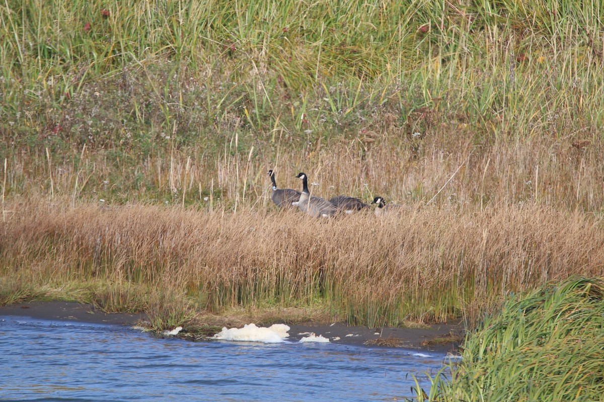 Cackling Goose (Aleutian) - ML640961888