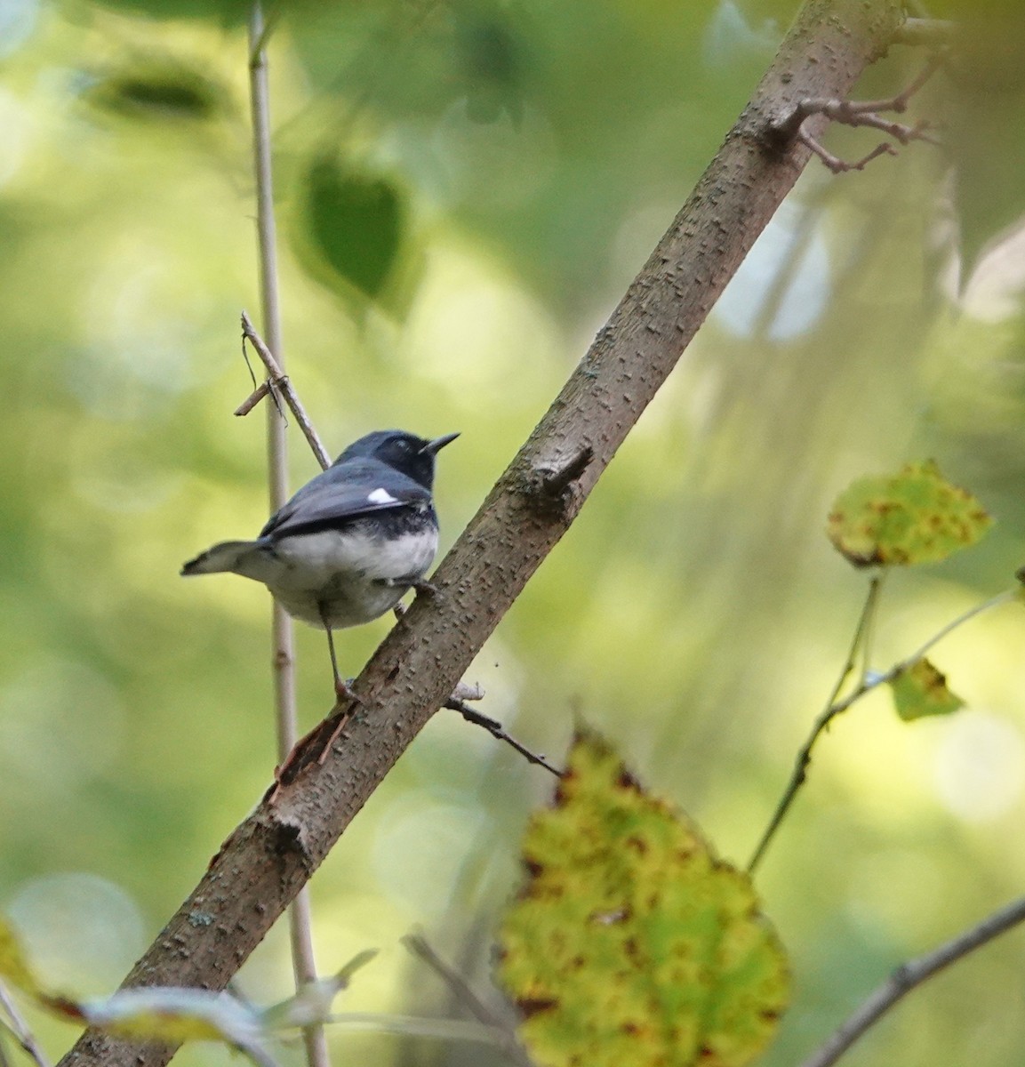 Black-throated Blue Warbler - ML640961894