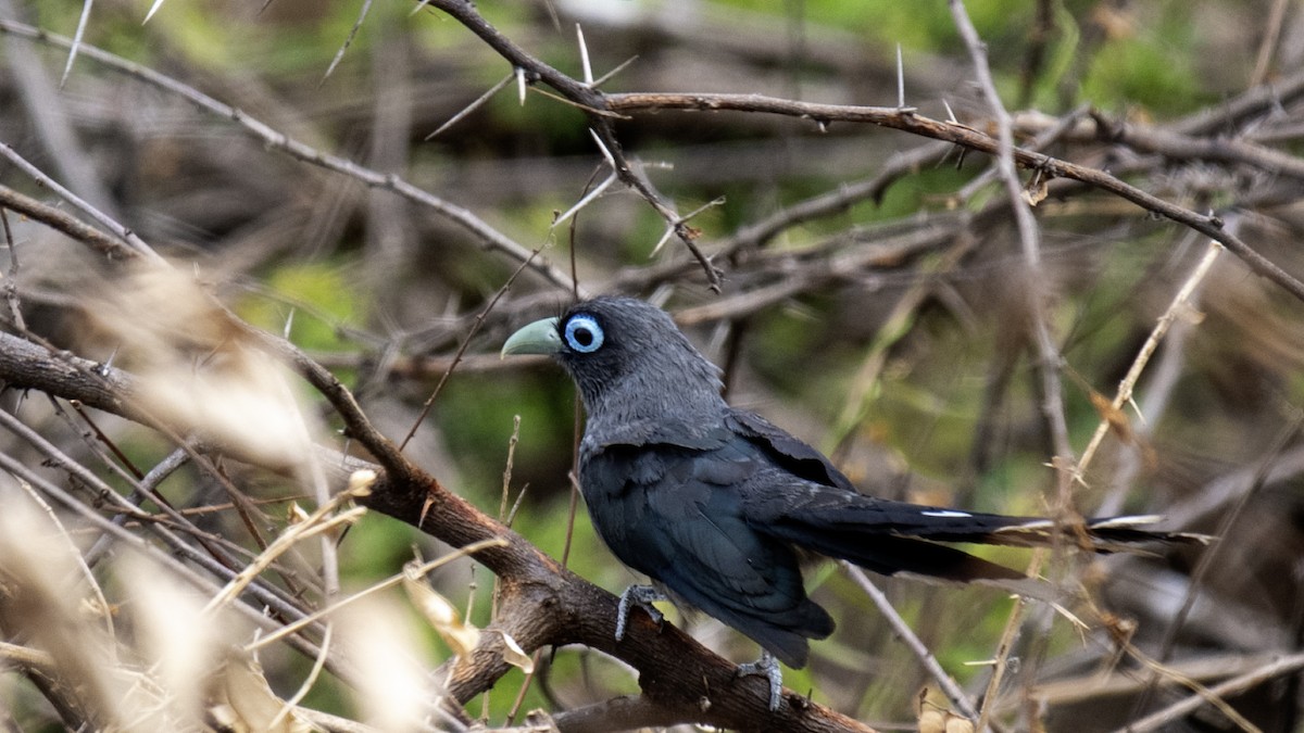 Blue-faced Malkoha - ML640961900