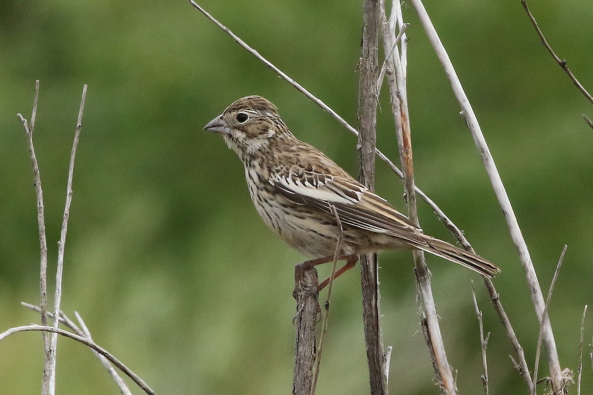 Lark Bunting - ML640961928