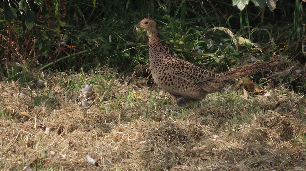 Ring-necked Pheasant - ML640961942