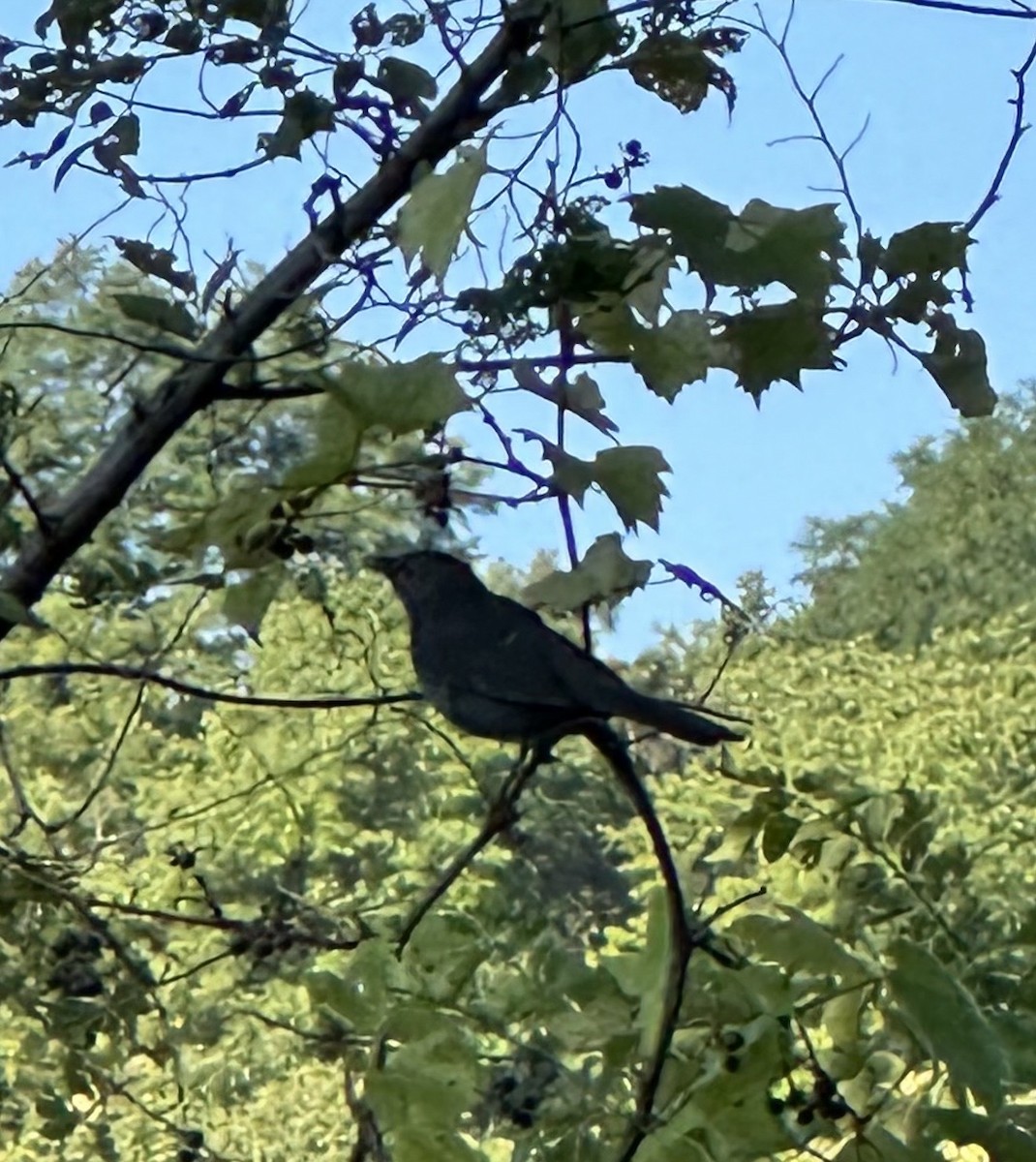 Gray Catbird - ML640961960