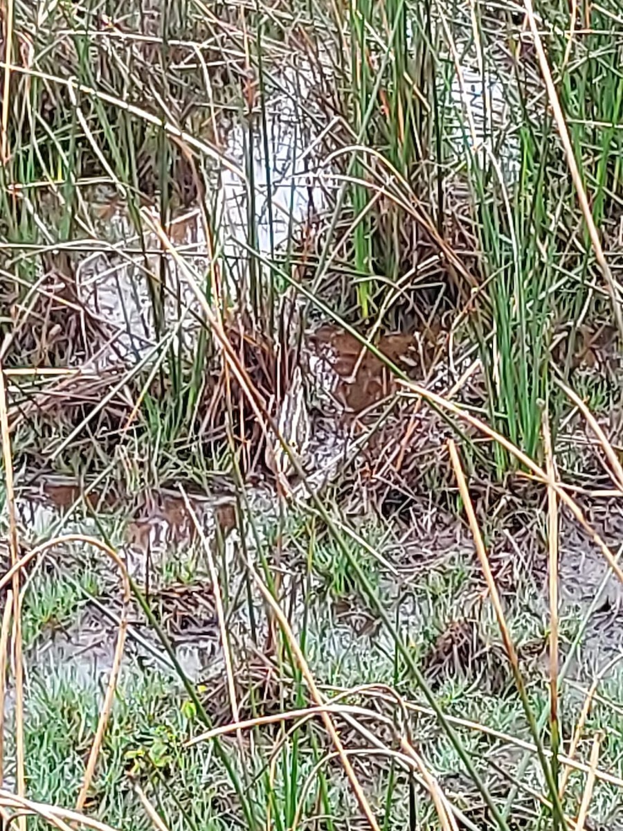 Jack Snipe - ML640961967