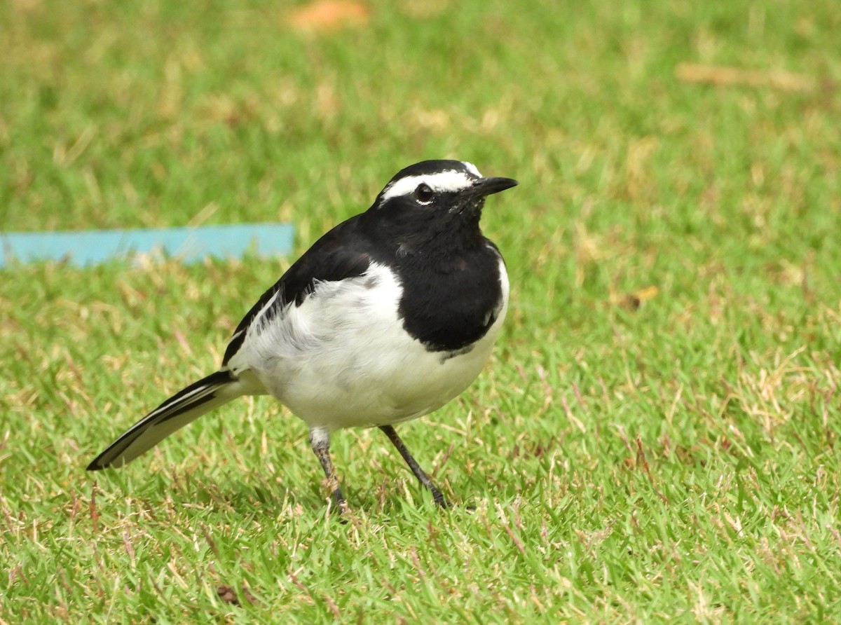White-browed Wagtail - ML640961971