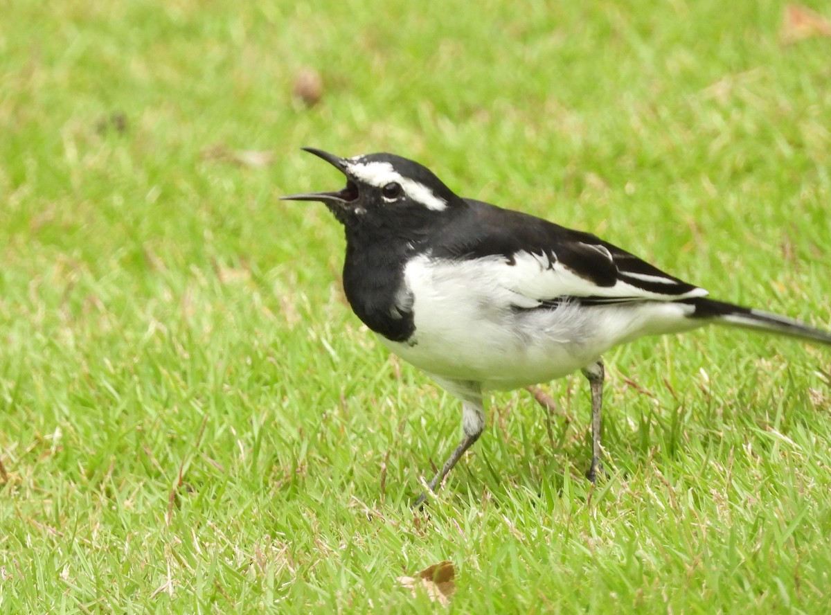 White-browed Wagtail - ML640961994