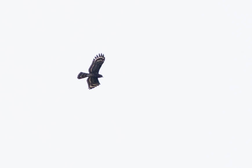 Black Honey-buzzard - ML640962007