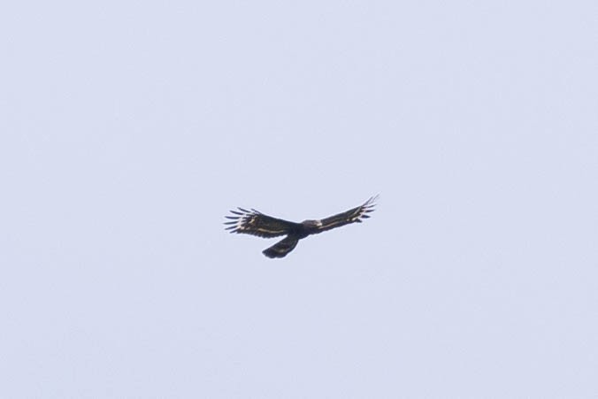 Black Honey-buzzard - ML640962010