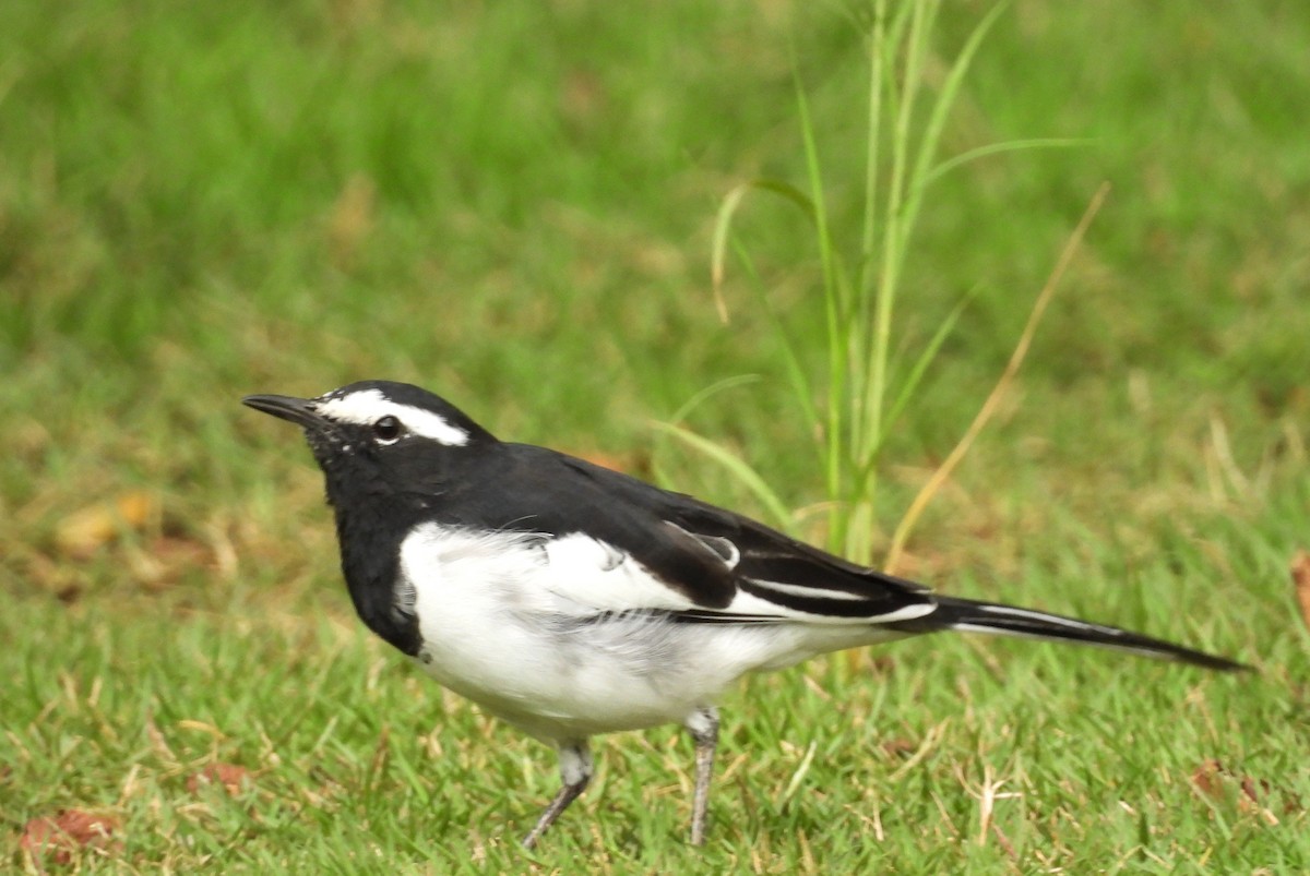 White-browed Wagtail - ML640962013