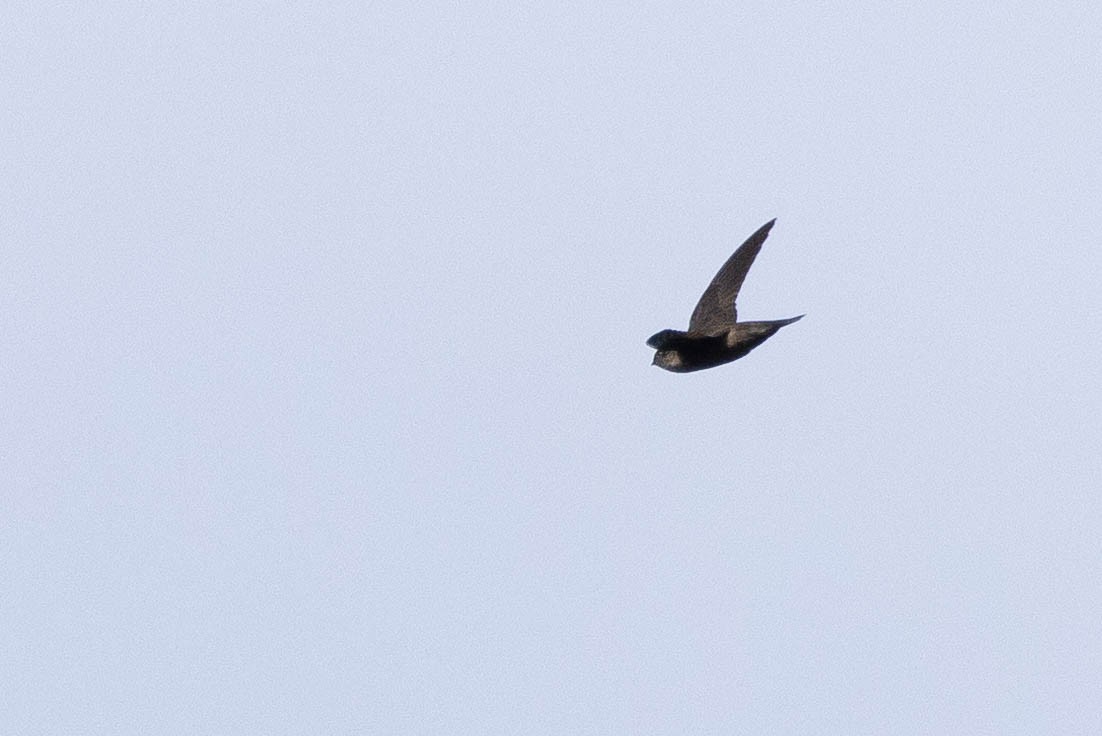 Uniform Swiftlet - ML640962022