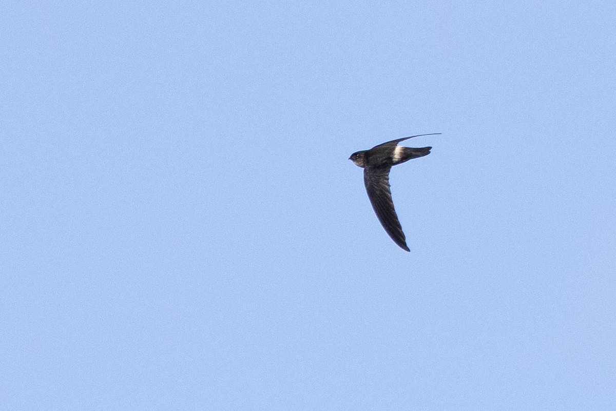 White-rumped Swiftlet - ML640962024