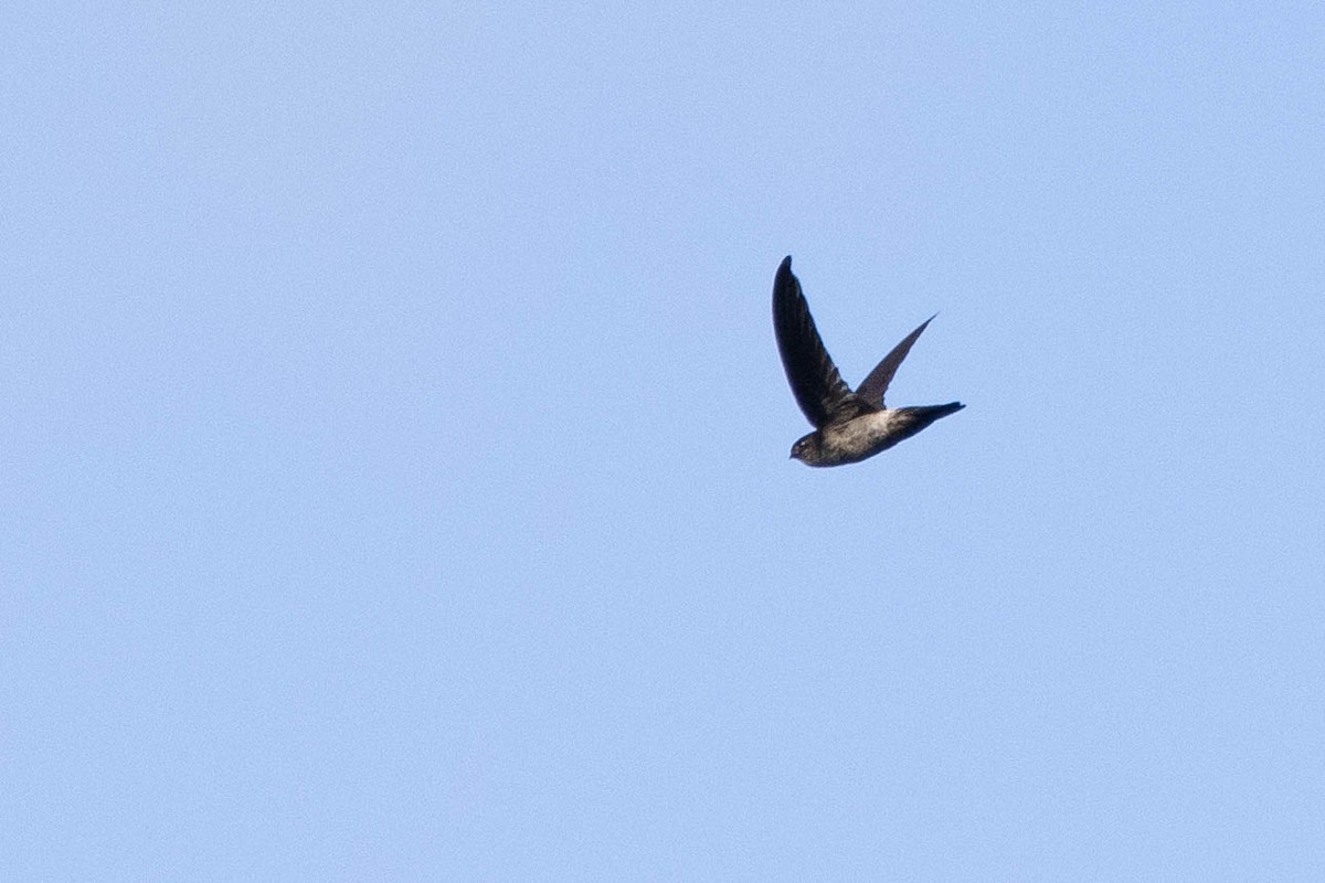 White-rumped Swiftlet - ML640962027