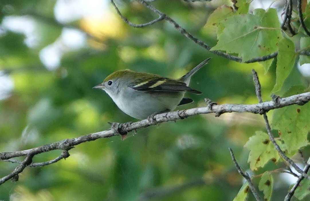 Chestnut-sided Warbler - ML640962028