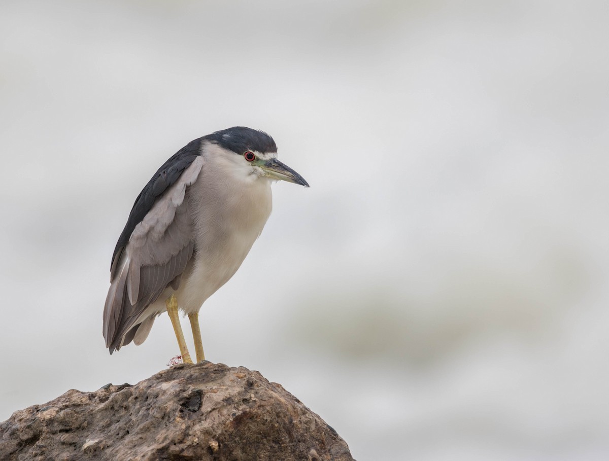 Black-crowned Night Heron - ML64096211