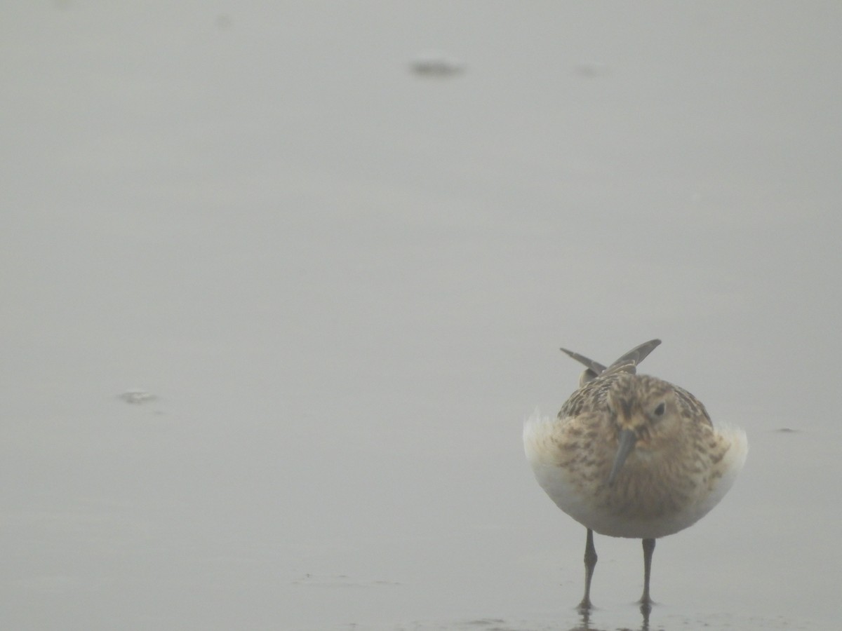 ヒメウズラシギ - ML640962141