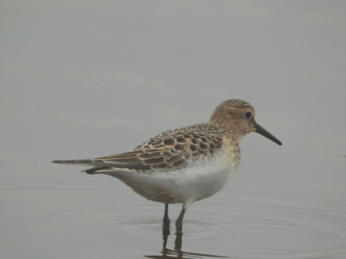 ヒメウズラシギ - ML640962142