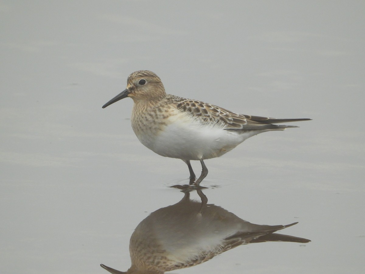 ヒメウズラシギ - ML640962143