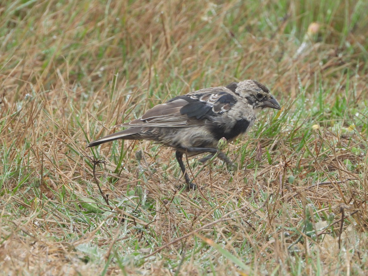 コウウチョウ - ML640962162