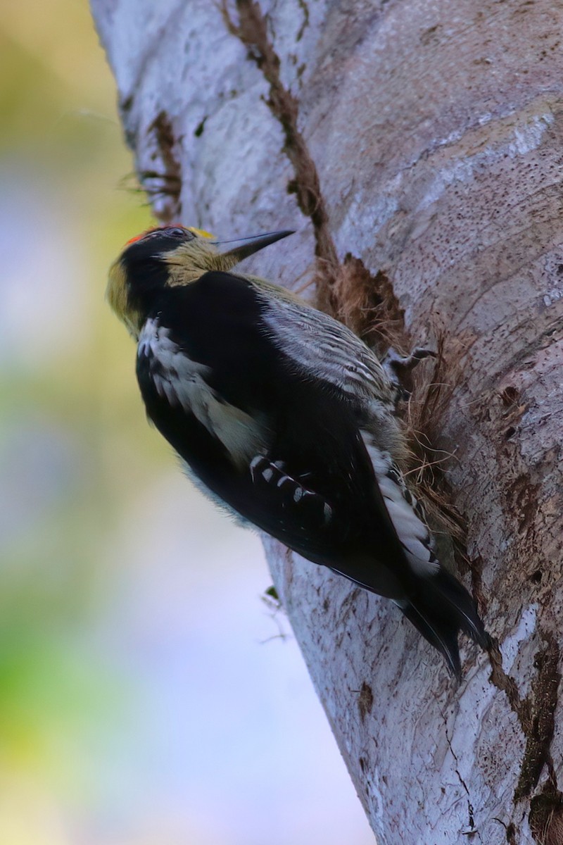 Golden-naped Woodpecker - ML640962186