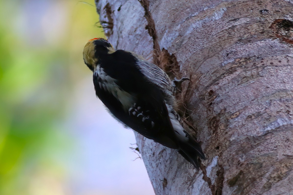 Golden-naped Woodpecker - ML640962188