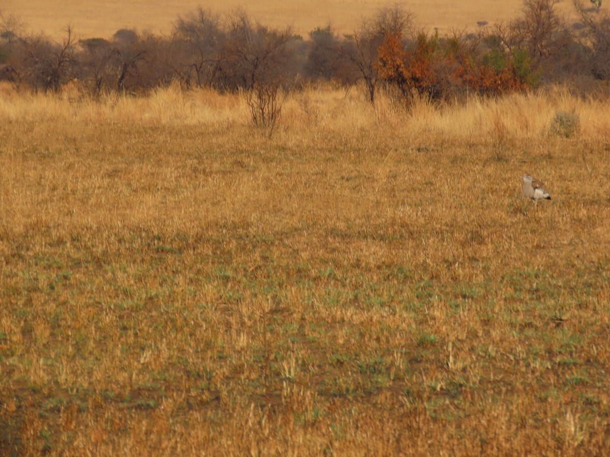 Kori Bustard - ML640962256