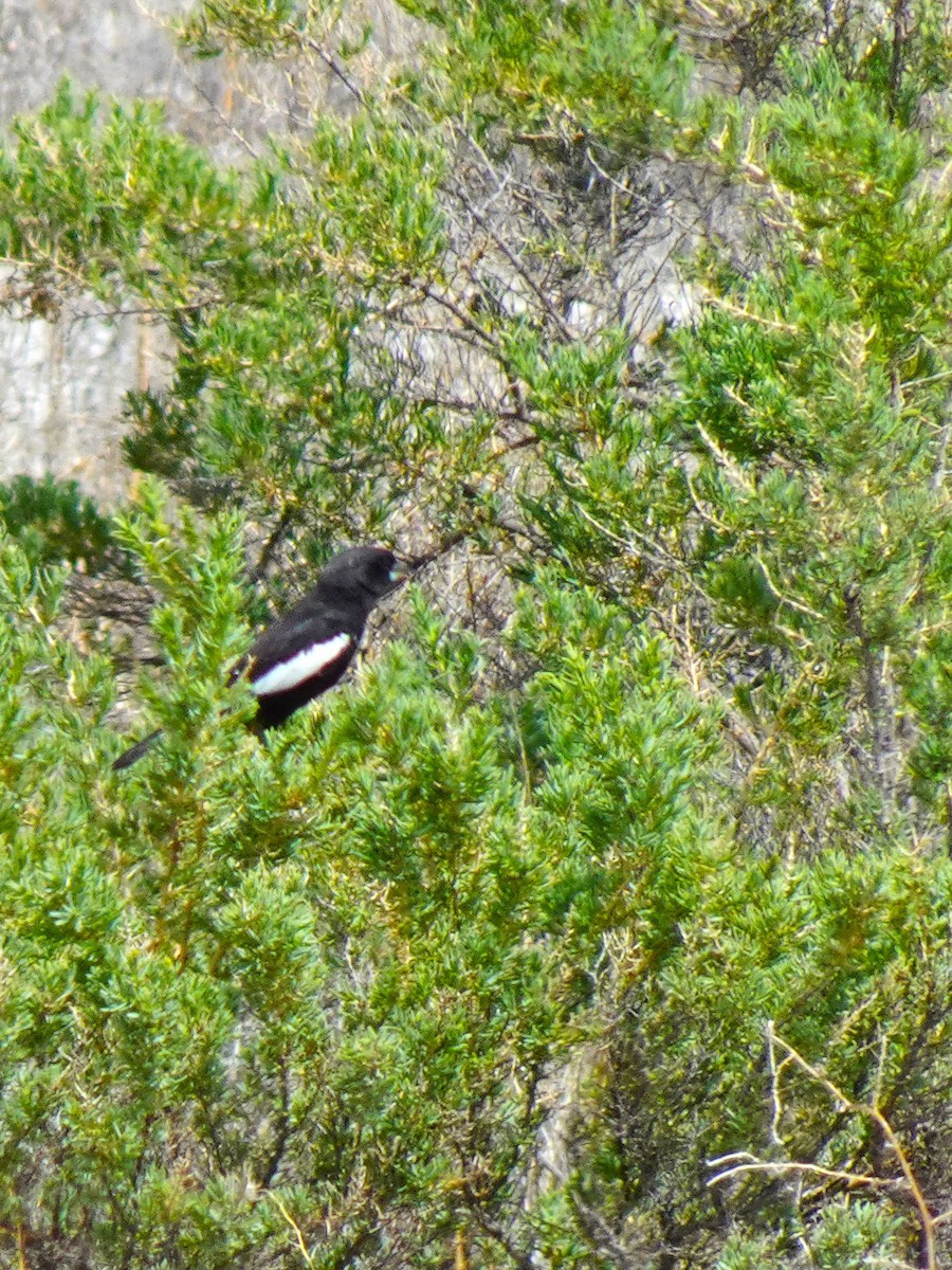 Lark Bunting - ML640962290
