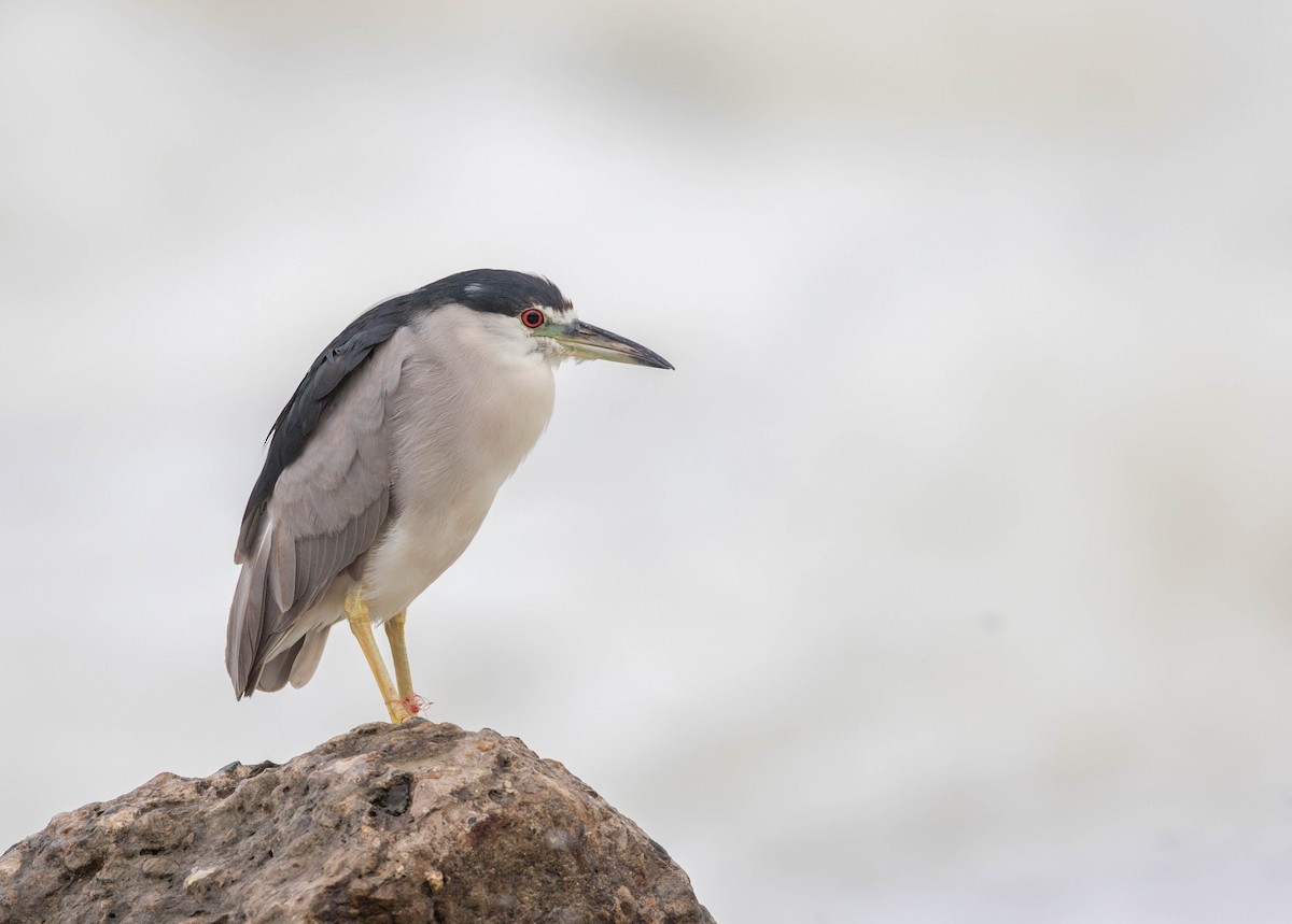 Black-crowned Night Heron - ML64096231