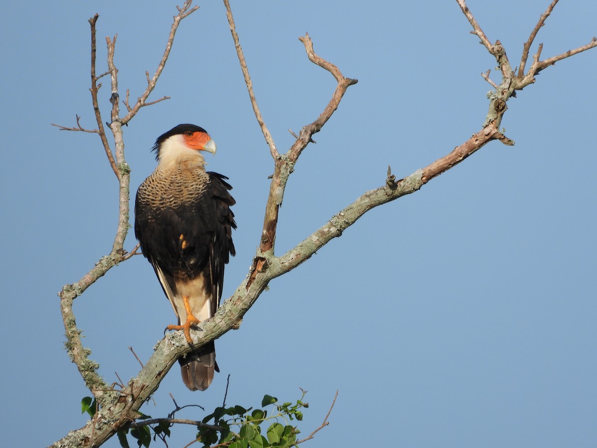 Crested Caracara (Northern) - ML640962315