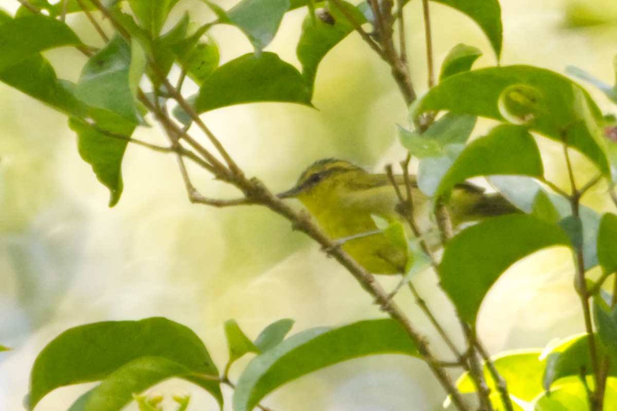 Mountain Leaf Warbler - ML640962322