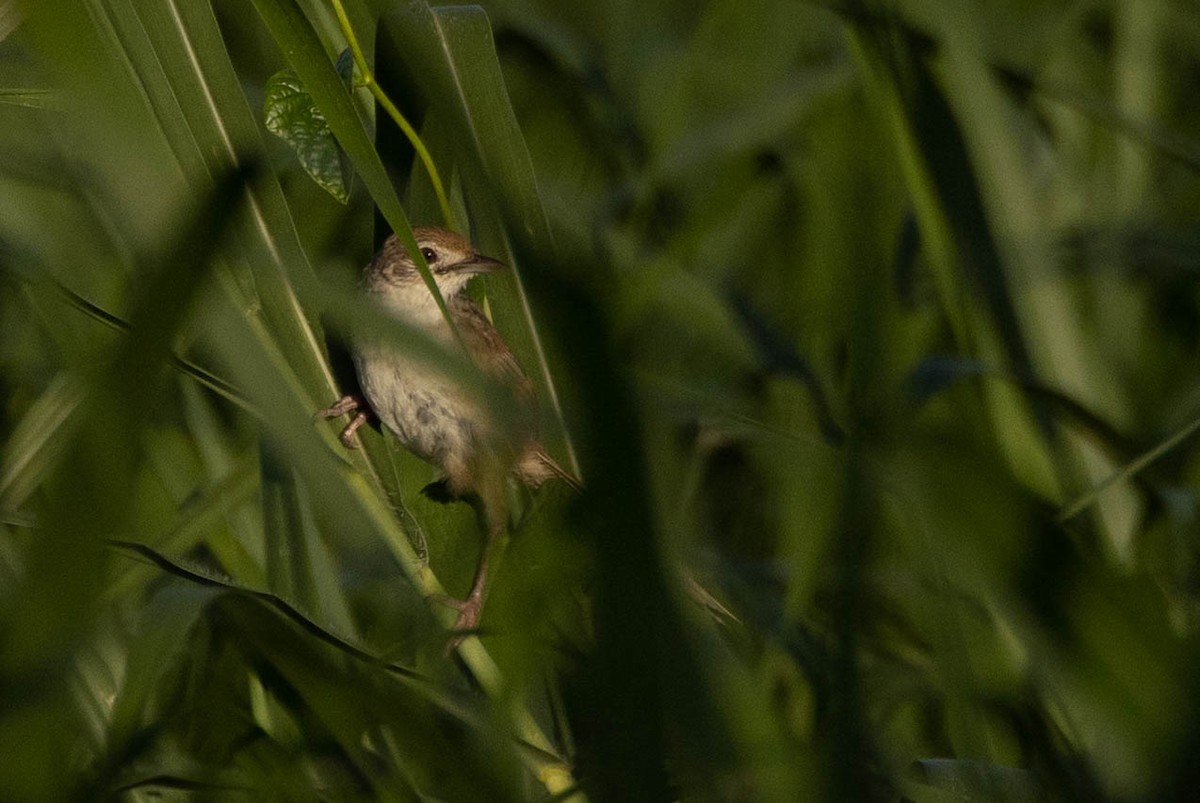 Papuan Grassbird - ML640962328