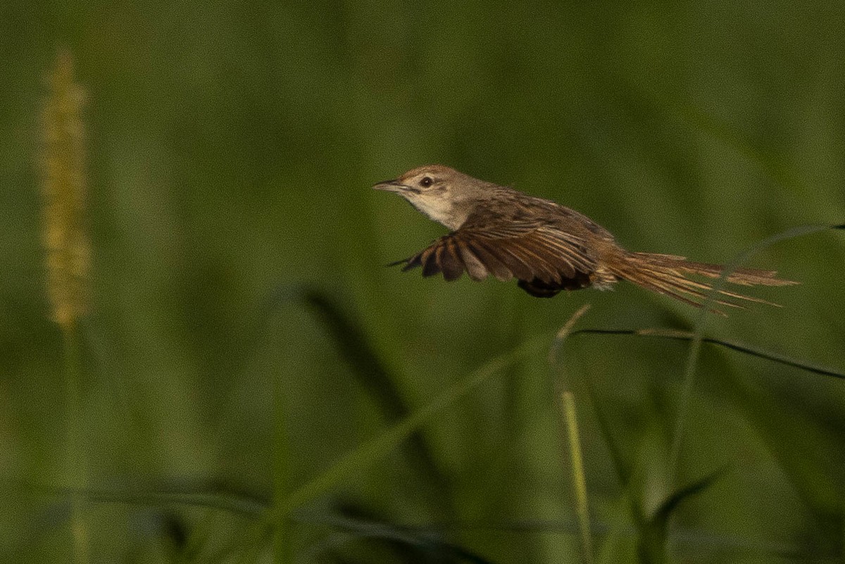 Papuan Grassbird - ML640962332