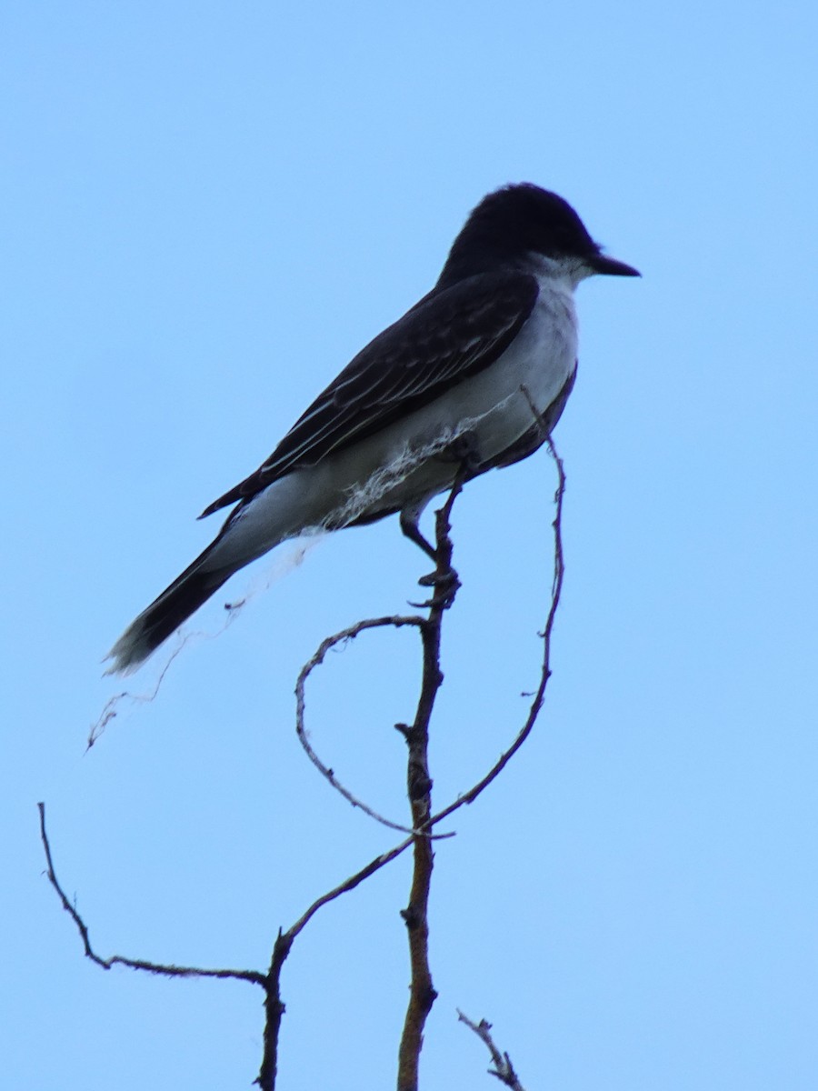 Eastern Kingbird - ML640962370