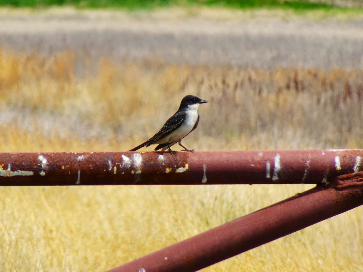 Eastern Kingbird - ML640962371