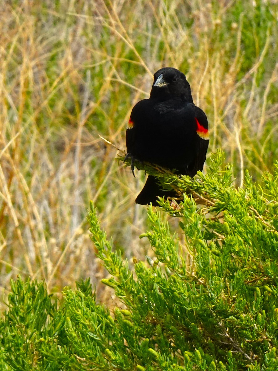 Red-winged Blackbird - ML640962381