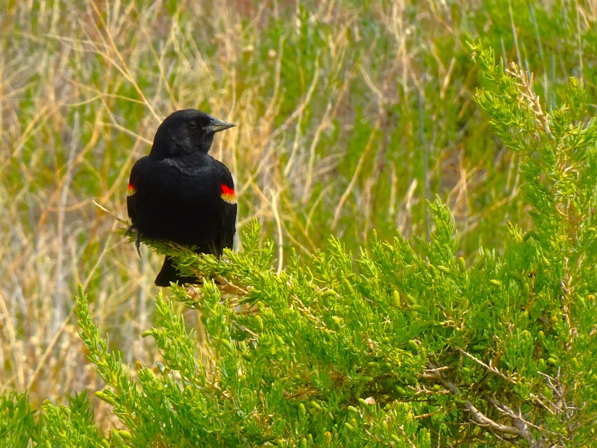 Red-winged Blackbird - ML640962382