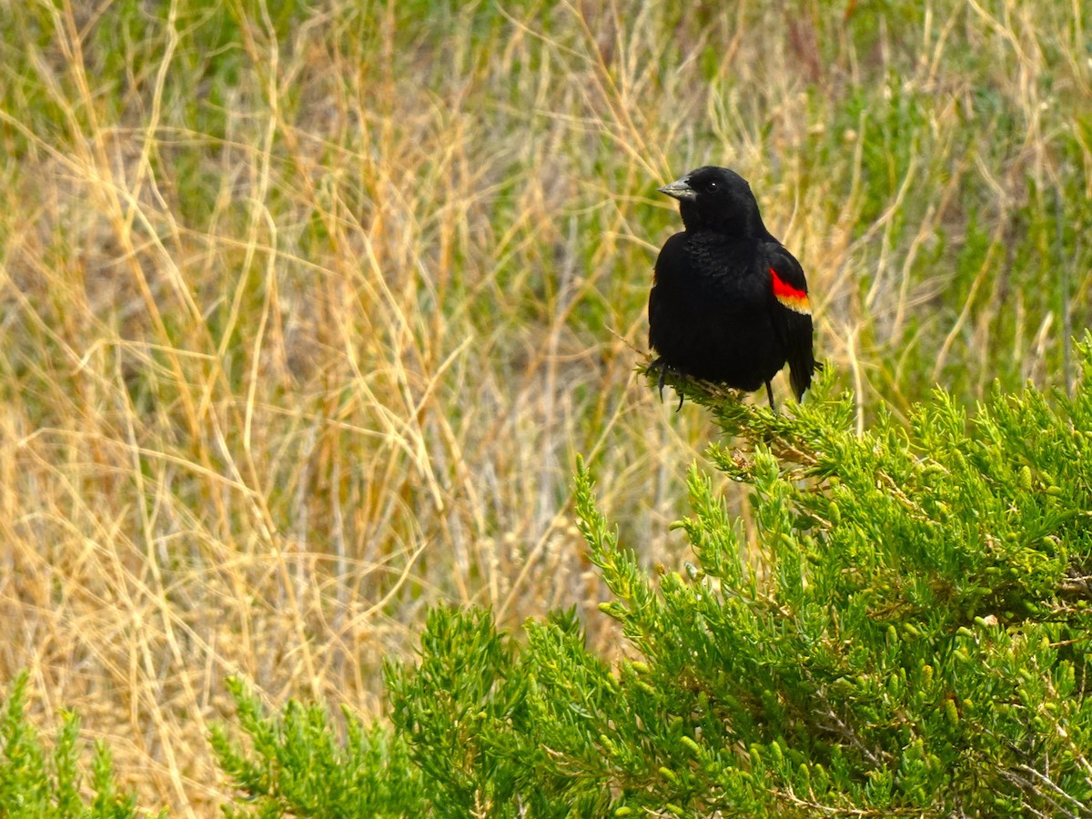 Red-winged Blackbird - ML640962383