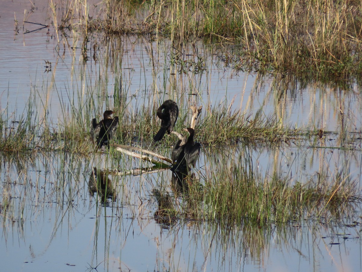 Great Cormorant (White-breasted) - ML640962395