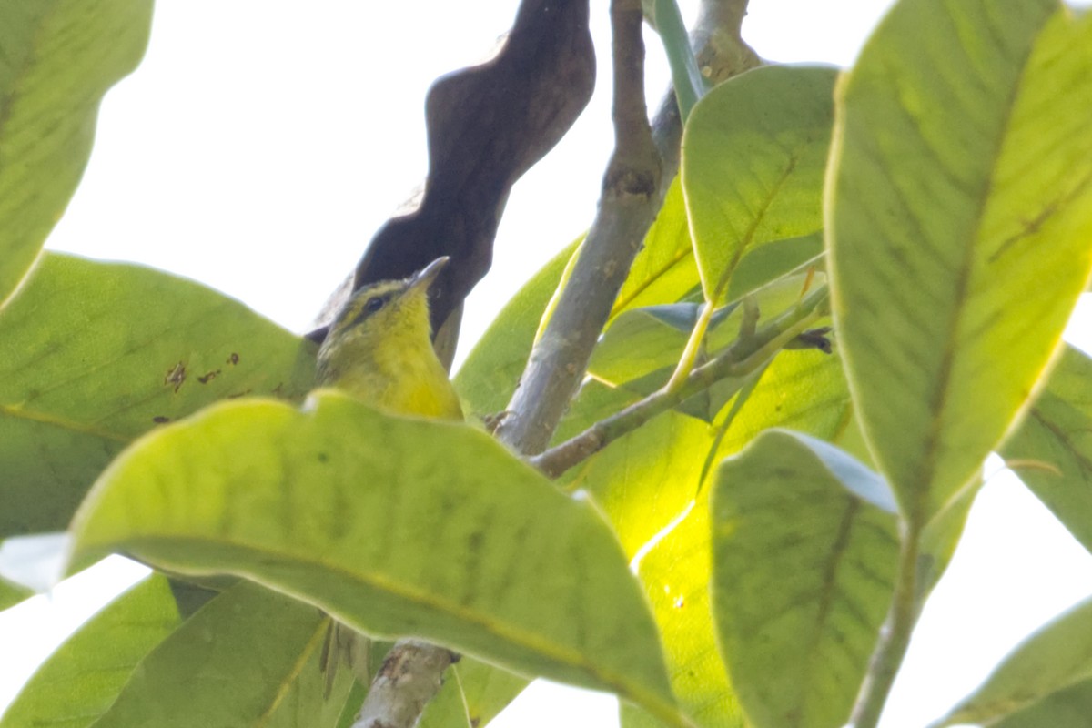 Mountain Leaf Warbler - ML640962404