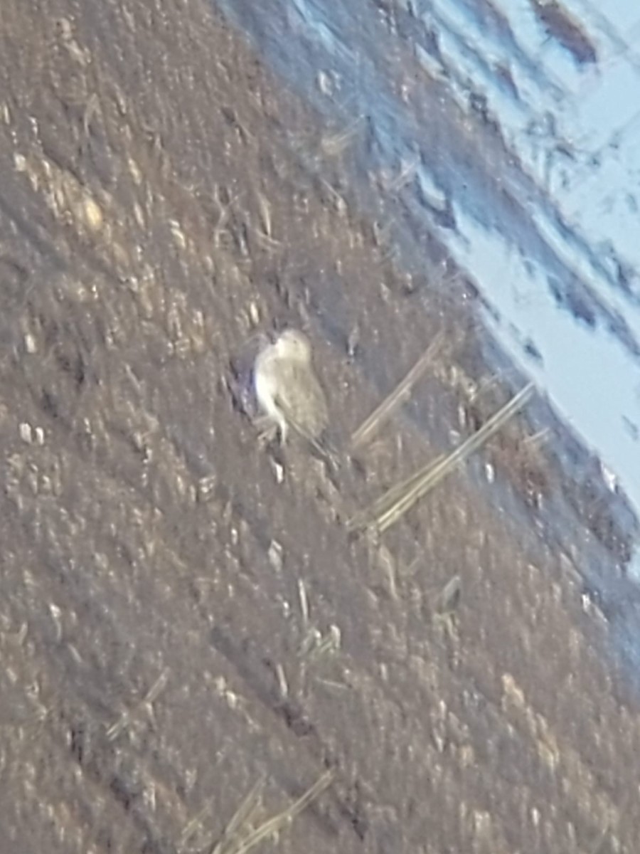 Temminck's Stint - ML640962417