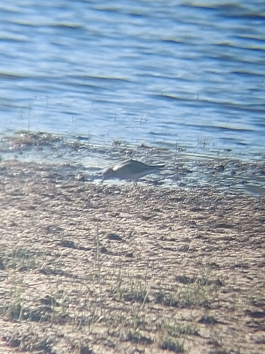 Buff-breasted Sandpiper - ML640962420