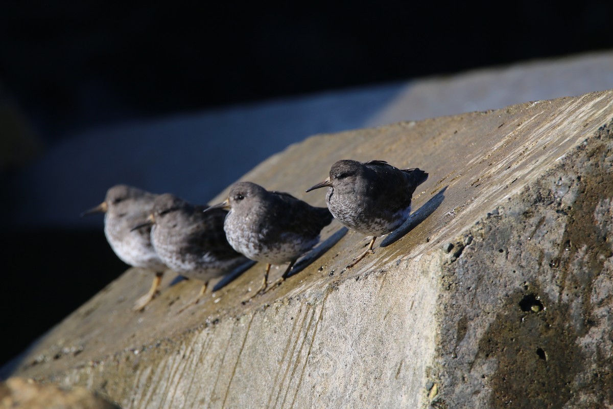 Rock Sandpiper - ML640962541