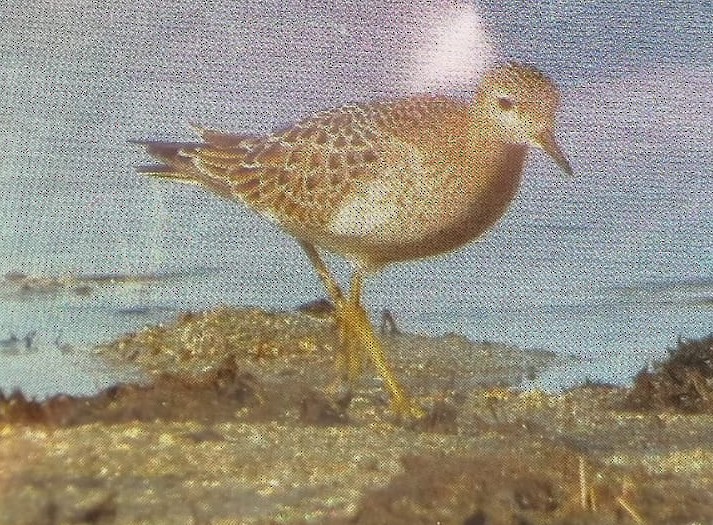 Buff-breasted Sandpiper - ML640962542
