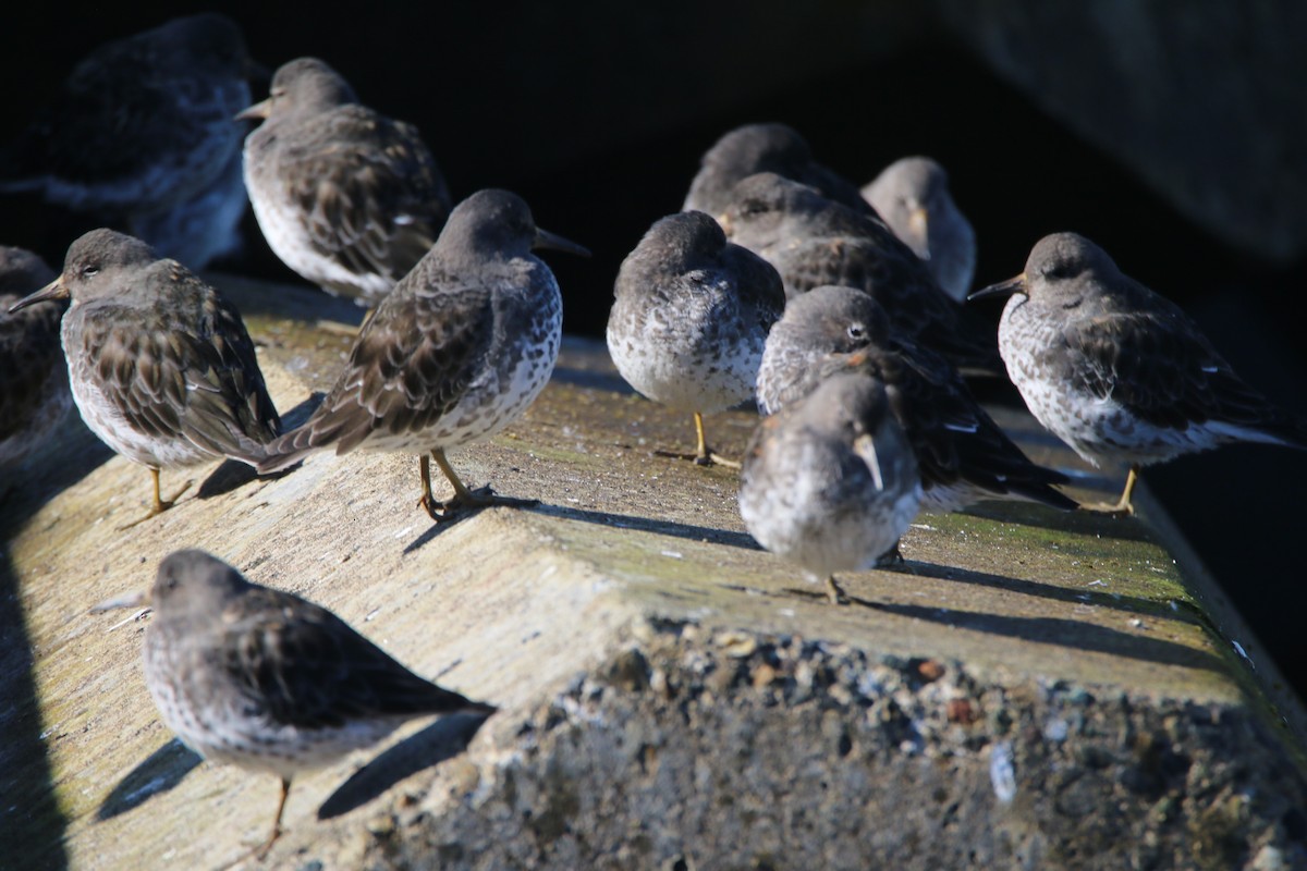 Rock Sandpiper - ML640962544