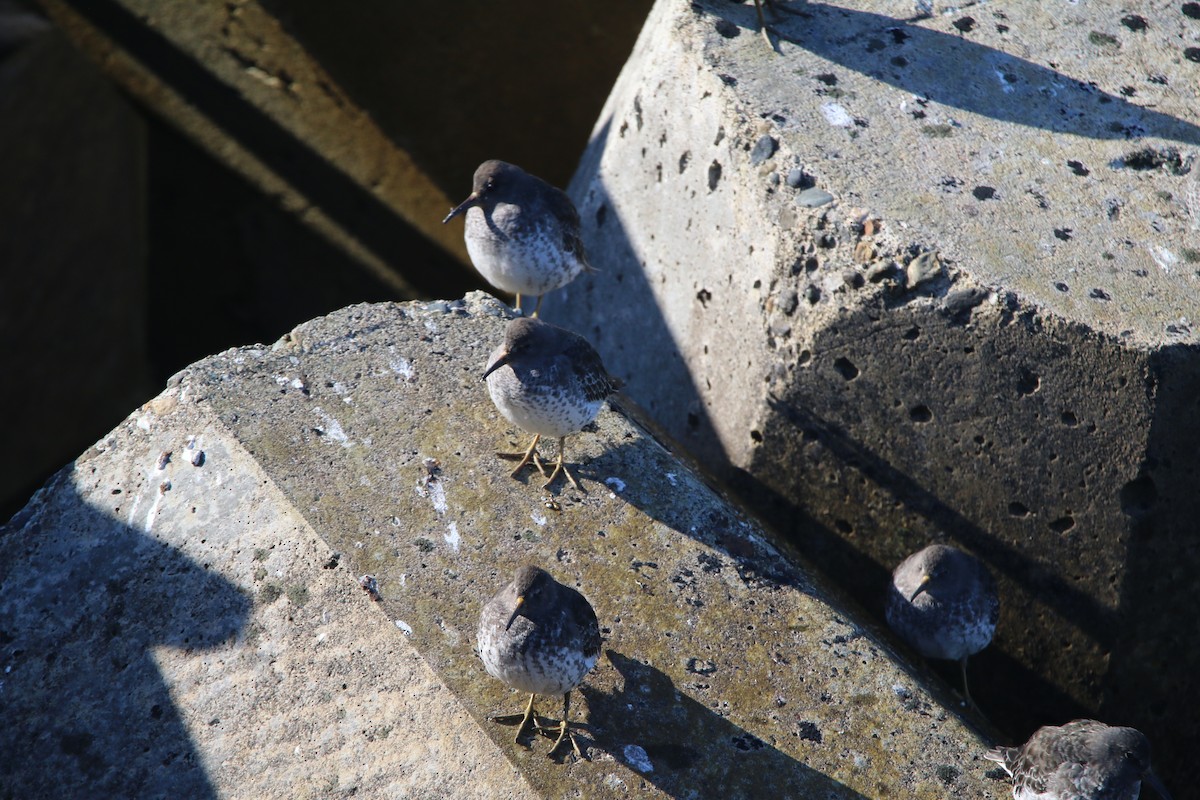 Rock Sandpiper - ML640962545