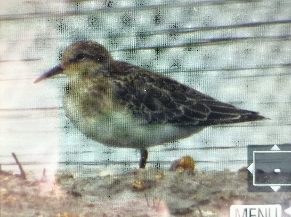 Temminck's Stint - ML640962551