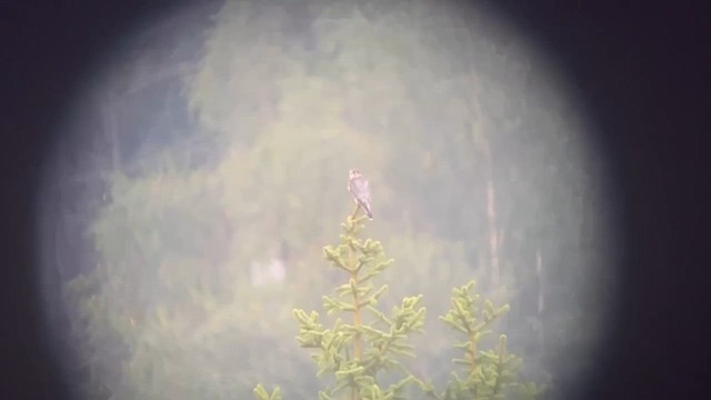 Merlin (Eurasian) - ML640962555