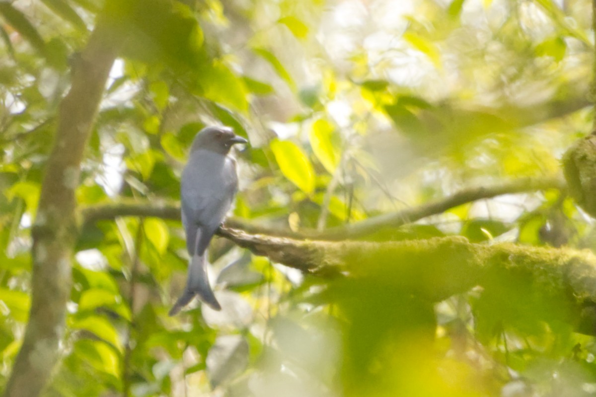 ハイイロオウチュウ（leucophaeus グループ） - ML640962561